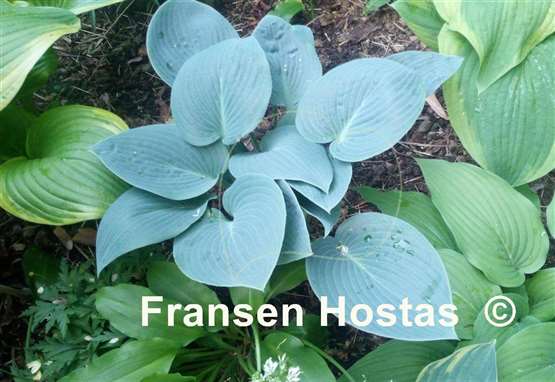 Hosta Schätzchen